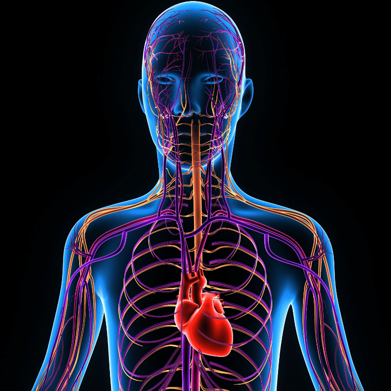 How To Stimulate Your Vagus Nerve for Better Mental Health